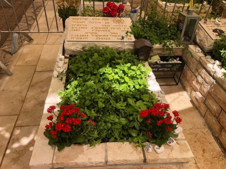סטס